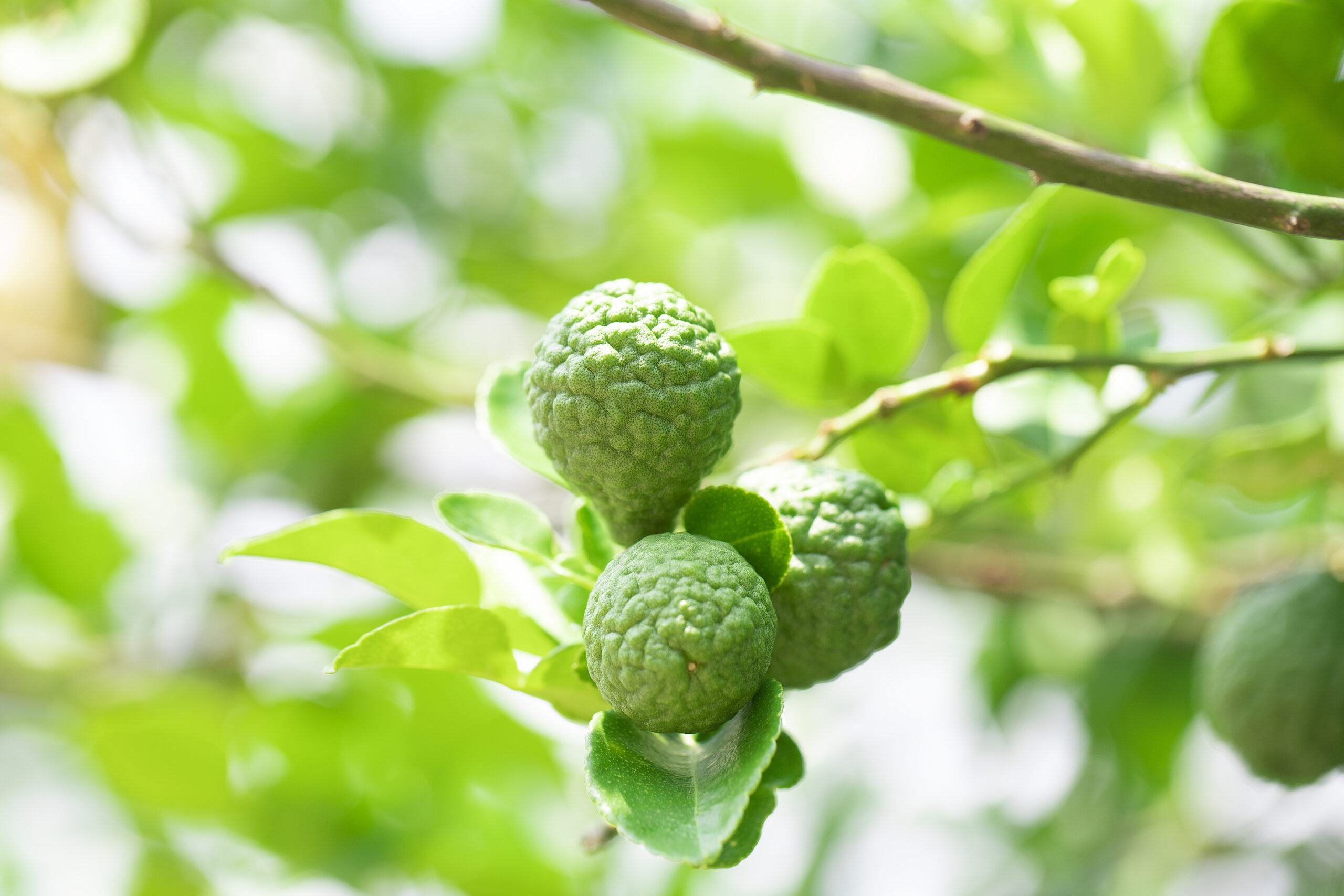 Bergamott - økologisk - Bilde 4