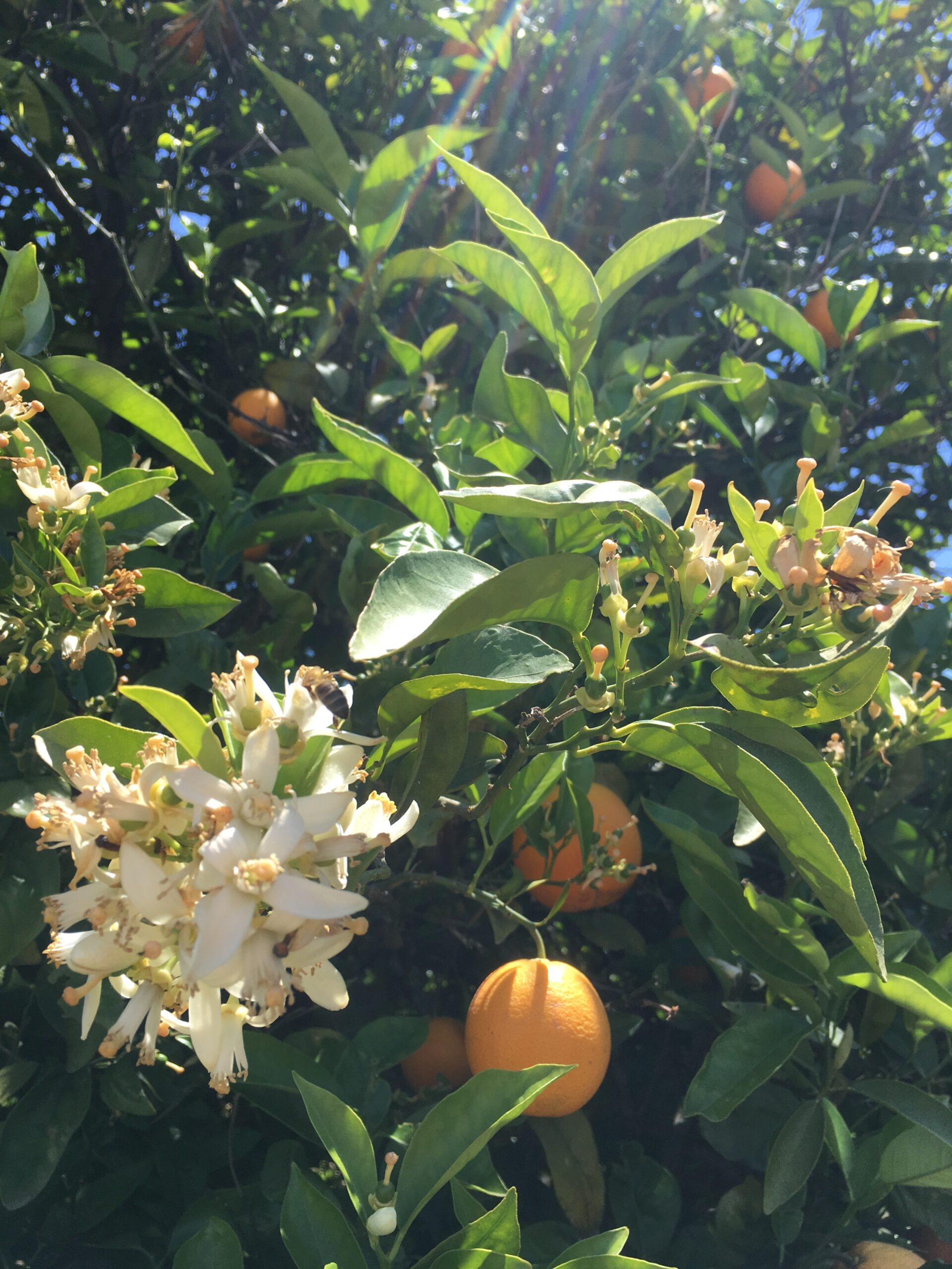 Appelsinblomst/Neroli - Bilde 3