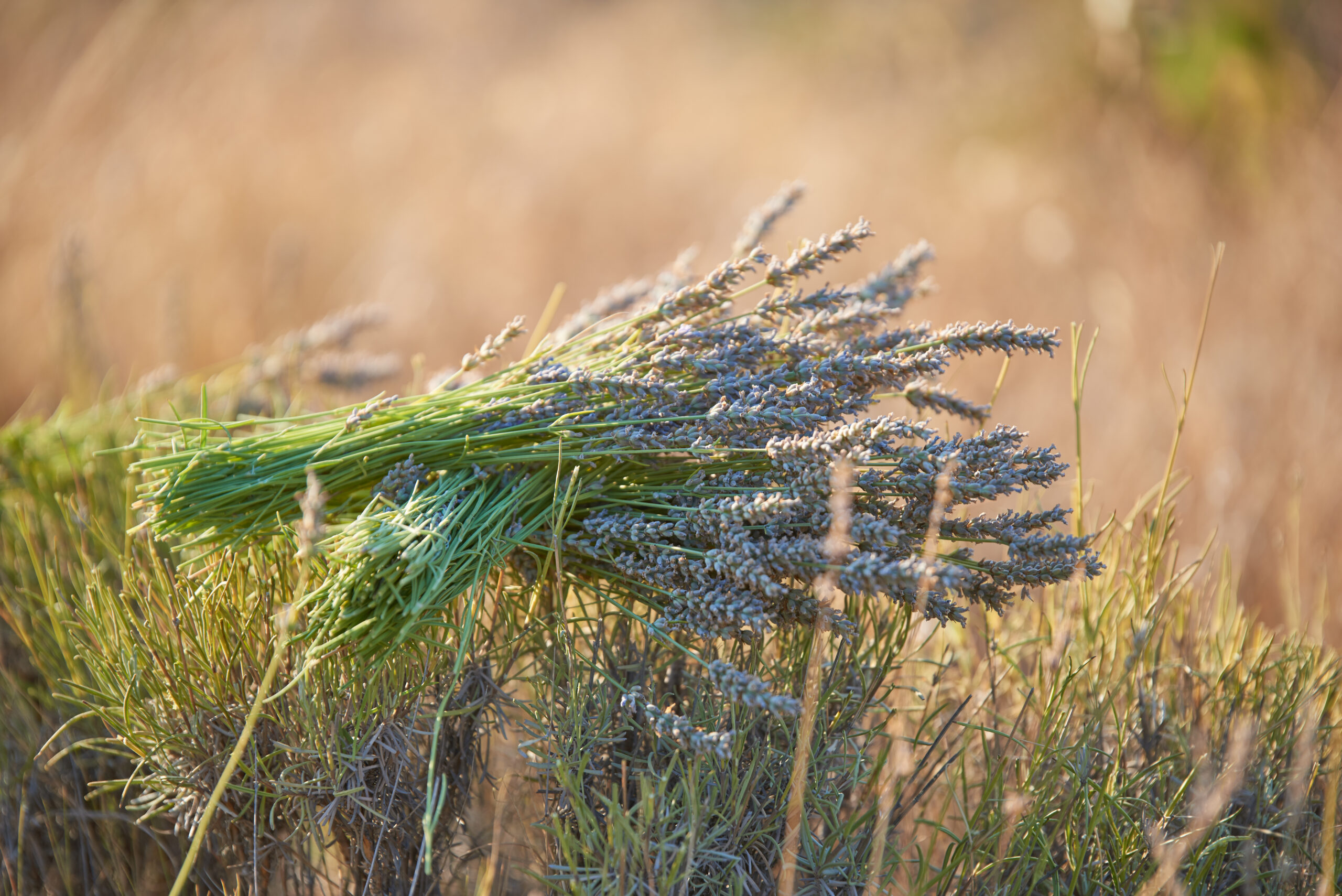 Lavendel, Høylandslavendel fra Frankrike - økologisk 10ml. - Bilde 4