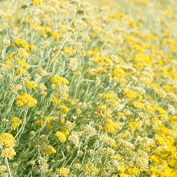 Imortelle. Blomstereng.