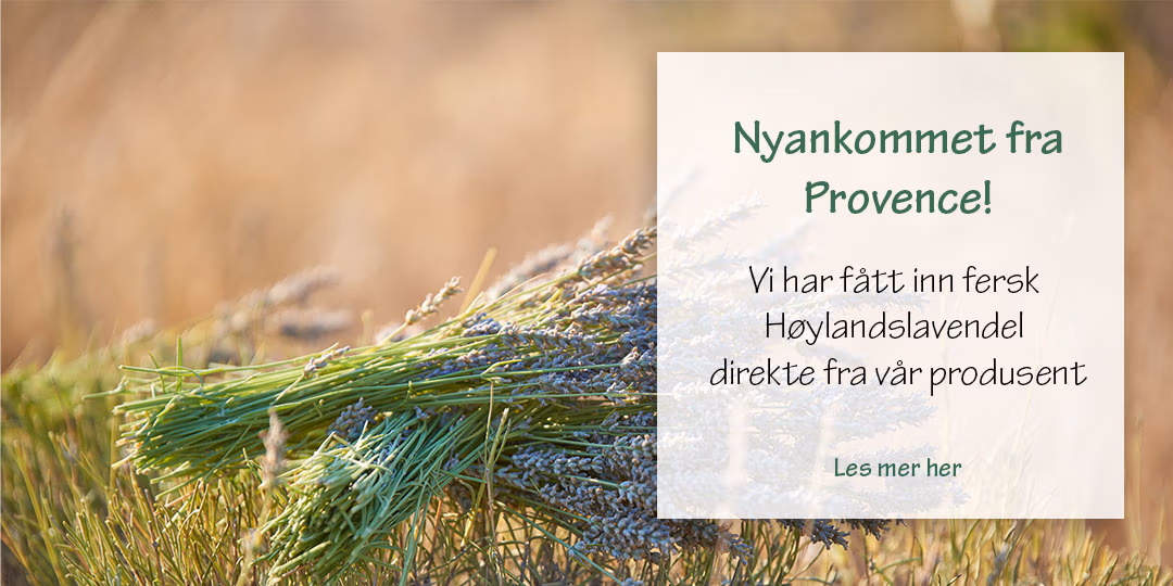 Nyankommet Høylandslavendel eterisk olje.